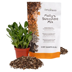 Molly's Succulent Mix - Premium Gritty Soilless Potting Mix for Succulents, Cactus and Bonsai